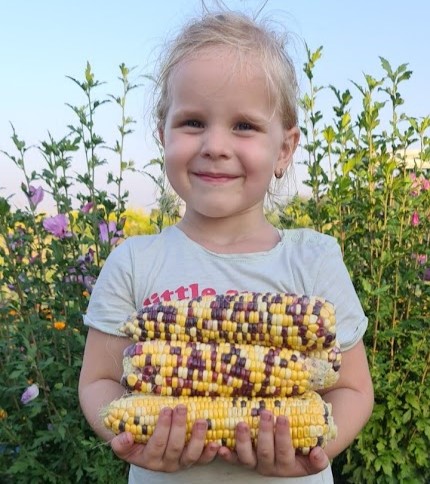 Кукурудза Український біколор (Бордо) — відгуки вражають